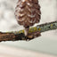 Glass Christmas Tree on Metal Clip - Deus Living.com